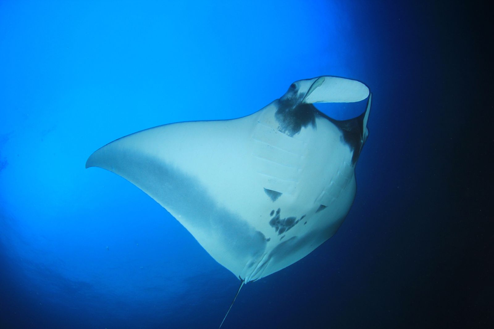 How Manta Rays Inspire Engineering Breakthroughs Image of a manta ray to illustrate the article "manta rays and engineering"