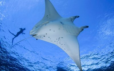 The Size of Manta Rays: How Big Can they Grow?