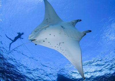 The Size of Manta Rays: How Big Can they Grow?