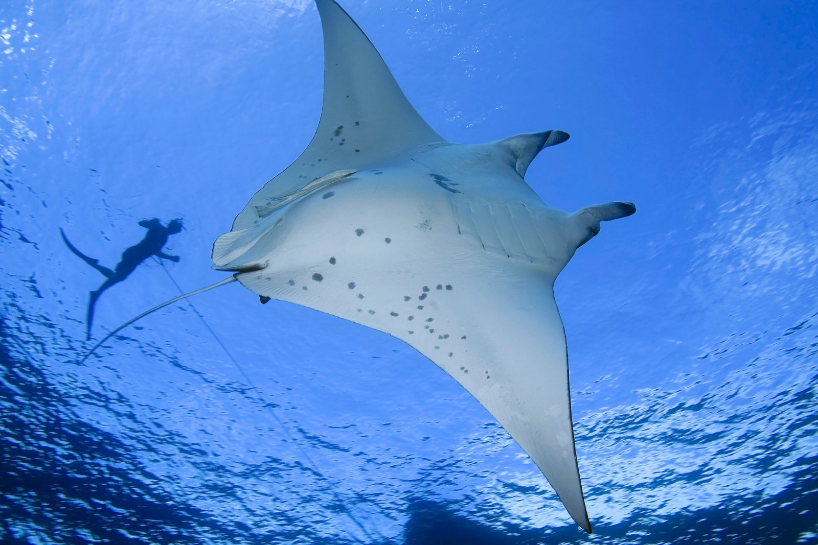 A manta ray next to a human, to illustrate the article "how big do manta rays get"