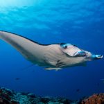 Manta Rays Myths and Legends Around the World