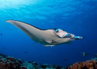 Manta Rays Myths and Legends Around the World